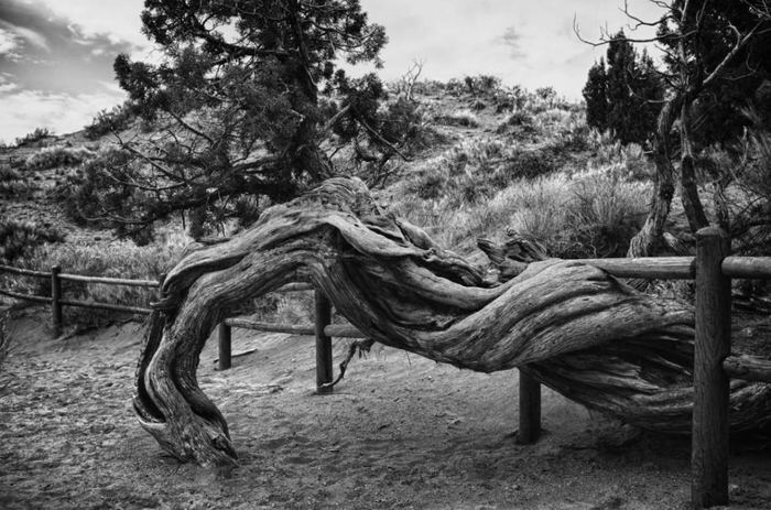 Twisted juniper trunk along a fenced trail, black and white
