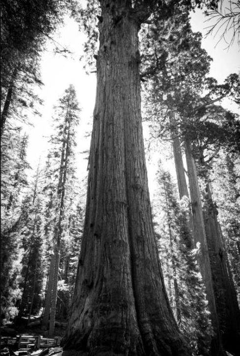 Giant sequoia trunk rising into the forest canopy, black and white