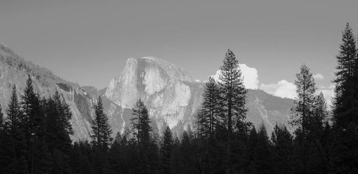 Half Dome above a line of pines, black and white
