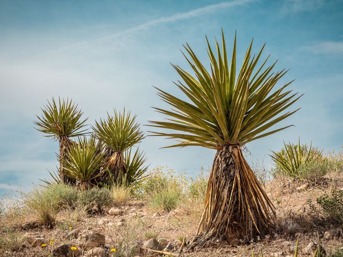 Yucca plants under a blue sky at Red Rock Canyon