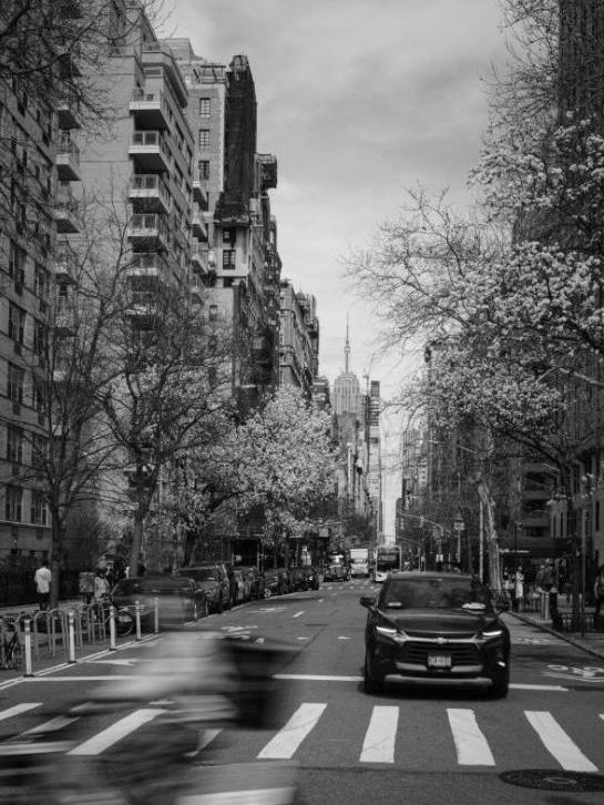 City street with blossoming trees and the Empire State Building, black and white