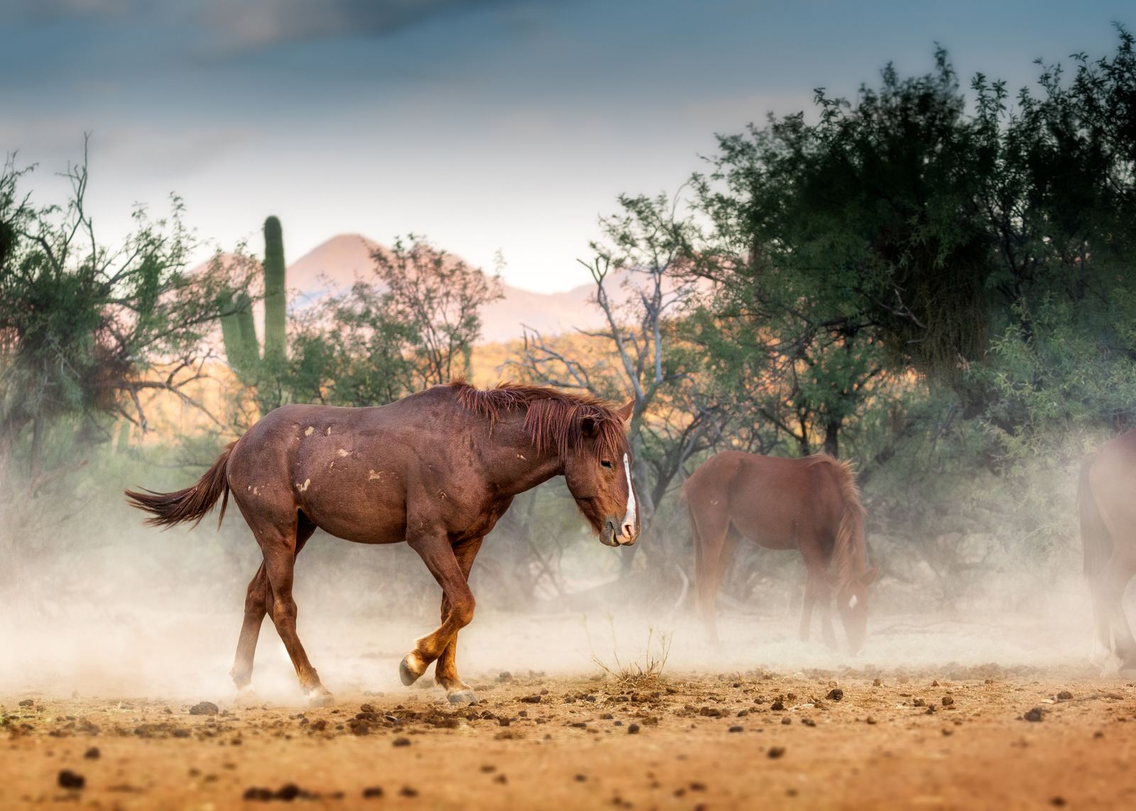 Wild horses walking through desert dust in Arizona