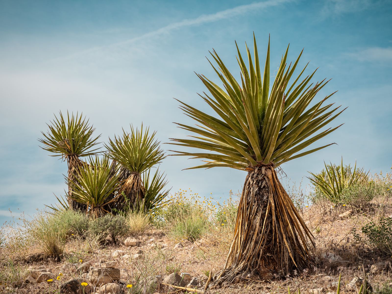 Yucca plants against a blue desert sky at Red Rock Canyon